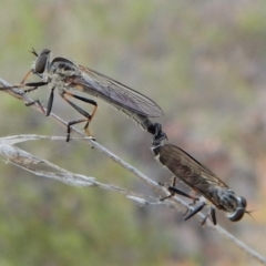 Cerdistus sp. (genus) at Cook, ACT - 28 Dec 2018 08:05 AM