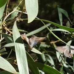 Jalmenus ictinus (Stencilled Hairstreak) at Isaacs, ACT - 28 Dec 2018 by Mike