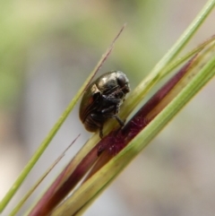 Ditropidus sp. (genus) (Leaf beetle) at Cook, ACT - 28 Dec 2018 by CathB