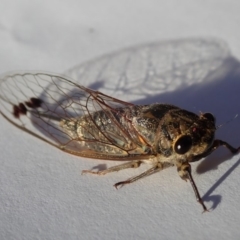 Galanga labeculata (Double-spotted cicada) at Spence, ACT - 29 Dec 2018 by Laserchemisty