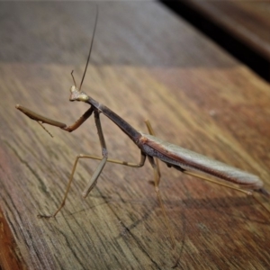 Tenodera australasiae at Paddys River, ACT - 29 Dec 2018 09:14 AM