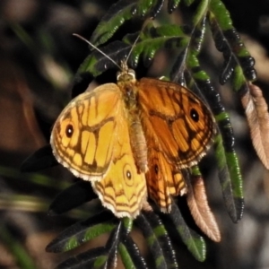 Geitoneura acantha at Paddys River, ACT - 29 Dec 2018