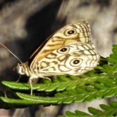 Geitoneura acantha at Paddys River, ACT - 29 Dec 2018