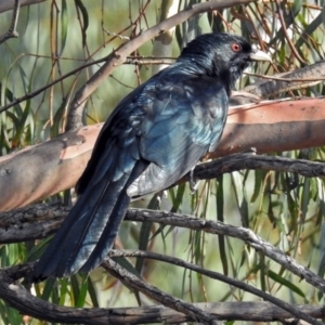 Eudynamys orientalis at Macarthur, ACT - 29 Dec 2018 07:51 AM