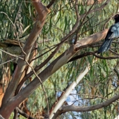 Eudynamys orientalis at Macarthur, ACT - 29 Dec 2018 07:51 AM