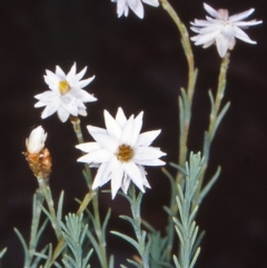 Rhodanthe anthemoides (Chamomile Sunray) at Namadgi National Park - 25 Jan 2004 by BettyDonWood