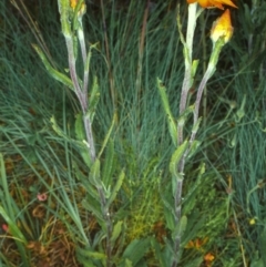 Xerochrysum subundulatum (Alpine Everlasting) at Namadgi National Park - 24 Jan 2004 by BettyDonWood