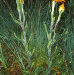 Xerochrysum subundulatum (Alpine Everlasting) at Namadgi National Park - 25 Jan 2004 by BettyDonWood