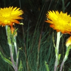 Xerochrysum subundulatum at Namadgi National Park - 25 Jan 2004