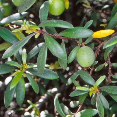 Persoonia subvelutina (Velvety Geebung) at Namadgi National Park - 12 Jan 2005 by BettyDonWood