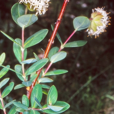 Pimelea ligustrina subsp. ligustrina (Tall Rice Flower) at Namadgi National Park - 2 Jan 2005 by BettyDonWood