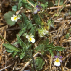 Viola arvensis (Heartsease, Field Pansy) at Namadgi National Park - 27 Nov 2006 by BettyDonWood