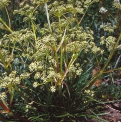 Aciphylla simplicifolia (Mountain Aciphyll) at Namadgi National Park - 13 Dec 2003 by BettyDonWood