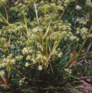 Aciphylla simplicifolia at Namadgi National Park - 13 Dec 2003 12:00 AM