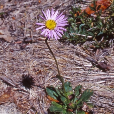 Brachyscome spathulata (Coarse Daisy, Spoon-leaved Daisy) at Namadgi National Park - 12 Dec 2003 by BettyDonWood