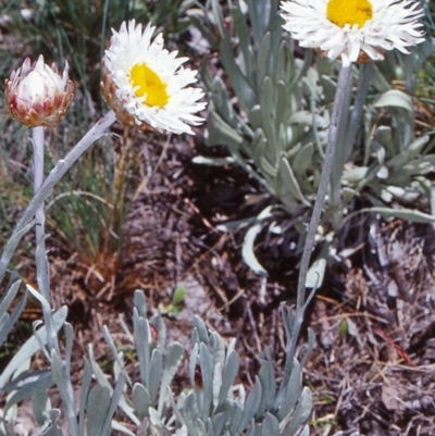 Leucochrysum alpinum (Alpine Sunray) at Namadgi National Park - 12 Dec 2003 by BettyDonWood