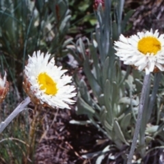 Leucochrysum alpinum at Namadgi National Park - 13 Dec 2003