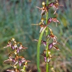 Prasophyllum sphacelatum (Large Alpine Leek-orchid) at Namadgi National Park - 12 Dec 2003 by BettyDonWood