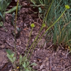 Ranunculus graniticola (Granite Buttercup) at Namadgi National Park - 12 Dec 2003 by BettyDonWood