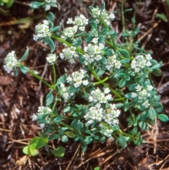 Poranthera microphylla (Small Poranthera) at Namadgi National Park - 12 Dec 2003 by BettyDonWood