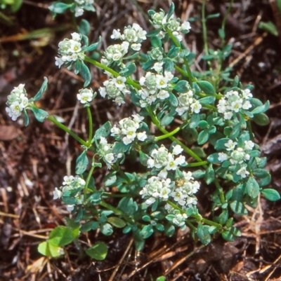 Poranthera microphylla (Small Poranthera) at Namadgi National Park - 13 Dec 2003 by BettyDonWood