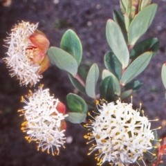 Pimelea ligustrina subsp. ciliata at Namadgi National Park - 12 Jan 2005 by BettyDonWood