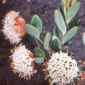 Pimelea ligustrina subsp. ciliata at Namadgi National Park - 12 Jan 2005