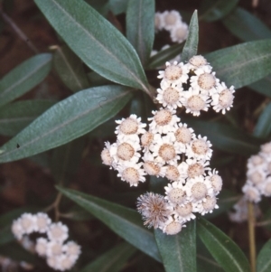 Ozothamnus stirlingii at Bimberi Nature Reserve - 25 Jan 2004