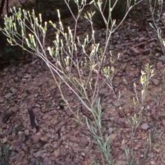 Senecio diaschides (Erect Groundsel) at Bimberi Nature Reserve - 14 Dec 2003 by BettyDonWood