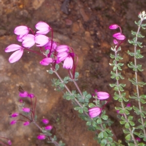 Tetratheca bauerifolia at Bimberi Nature Reserve - 12 Nov 2004