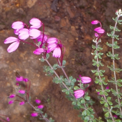 Tetratheca bauerifolia (Heath Pink-bells) at Bimberi Nature Reserve - 11 Nov 2004 by BettyDonWood