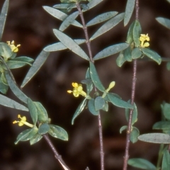 Pimelea pauciflora (Poison Rice Flower) at Namadgi National Park - 13 Dec 2003 by BettyDonWood