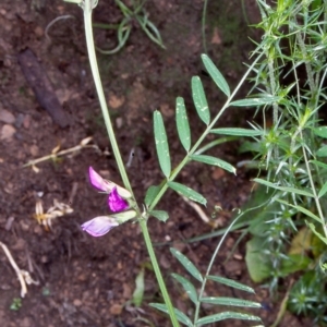 Vicia sativa subsp. nigra at Namadgi National Park - 14 Dec 2003 12:00 AM