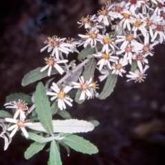 Olearia phlogopappa subsp. continentalis (Alpine Daisy Bush) at Namadgi National Park - 23 Nov 2004 by BettyDonWood