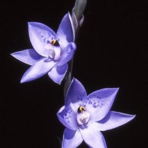 Thelymitra simulata at Namadgi National Park - suppressed