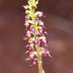 Genoplesium nudum (Tiny Midge Orchid) at Namadgi National Park - 24 Jan 2004 by BettyDonWood