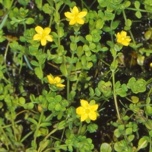 Hypericum japonicum at Namadgi National Park - 14 Jan 2005