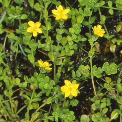 Hypericum japonicum (Creeping St John's Wort) at Namadgi National Park - 14 Jan 2005 by BettyDonWood