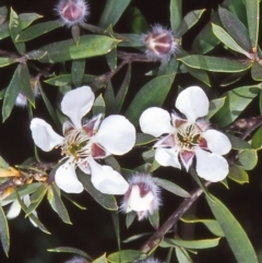 Leptospermum grandifolium (Woolly Teatree, Mountain Tea-tree) at Namadgi National Park - 14 Jan 2005 by BettyDonWood