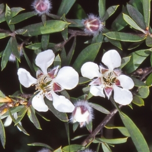 Leptospermum grandifolium at Namadgi National Park - 14 Jan 2005 12:00 AM