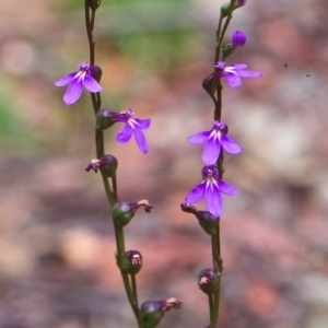 Lobelia gibbosa at Namadgi National Park - 25 Jan 2004 12:00 AM