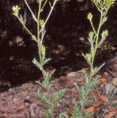 Senecio biserratus (Jagged Fireweed) at Namadgi National Park - 25 Jan 2004 by BettyDonWood