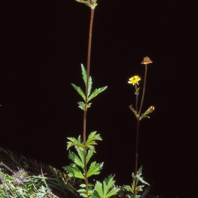 Geum urbanum (Herb Bennet) at Namadgi National Park - 30 Dec 2004 by BettyDonWood