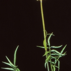 Gingidia harveyana (Slender Gingidia) at Namadgi National Park - 24 Nov 2004 by BettyDonWood