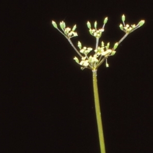 Gingidia harveyana at Namadgi National Park - 24 Nov 2004