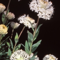 Pimelea treyvaudii (Grey Riceflower) at Namadgi National Park - 24 Nov 2004 by BettyDonWood