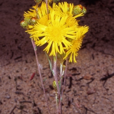 Podolepis hieracioides (Long Podolepis) at Namadgi National Park - 30 Dec 2004 by BettyDonWood