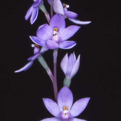 Thelymitra sp. (A Sun Orchid) at Namadgi National Park - 24 Nov 2004 by BettyDonWood