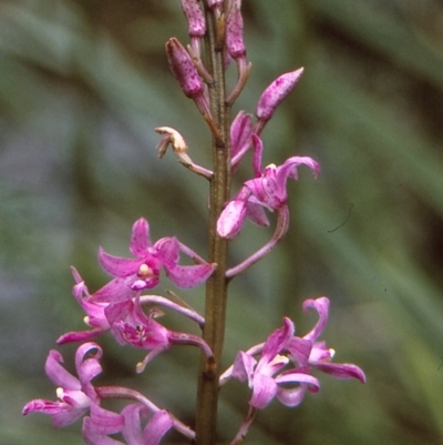 Dipodium roseum (Rosy Hyacinth Orchid) at Namadgi National Park - 11 Jan 2005 by BettyDonWood