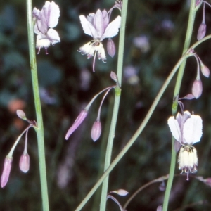 Arthropodium milleflorum at Namadgi National Park - 17 Dec 2003 12:00 AM